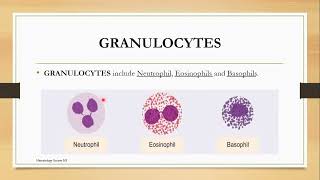 Granulocytes Topic 2 Cashirkii 1aad [upl. by Yenwat]