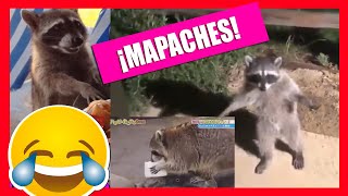 Videos graciosos de mapaches 🐱‍👤🎇🦝🦝 [upl. by Drooff]