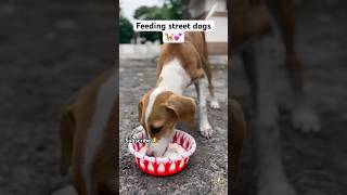 Feeding street dogs 🐕💕 socialwork shorts shortsviral trending new viralvideo viralshorts [upl. by Novaat]