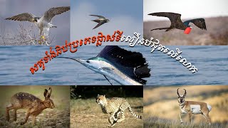 សត្វដប់ប្រភេទដែលបំលាស់ទីលឿនបំផុតក្នុងលោក  The 10Animals moving fastest in the world [upl. by Andrade436]