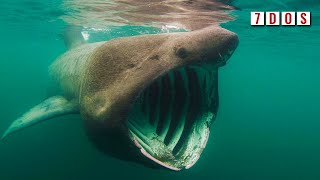 New Basking Shark Discovery Shows They Are WarmBlooded  7 Days of Shark Science [upl. by Eizle309]