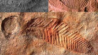 What is the Ediacaran Hills and Ediacaran Period [upl. by Gytle]