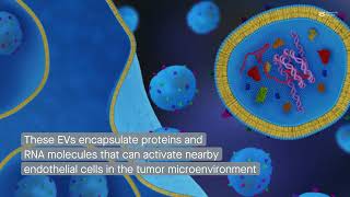 Extracellular vesicles from tumor endothelial cells promote cancer progression [upl. by Ielhsa430]