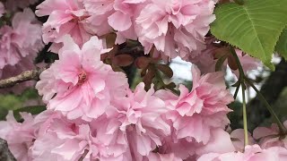 CHERRY BLOSSOM II WILD CLIMBING ROSES II REBLOOMING BEARDED IRIS 🌸🪷 [upl. by Levram]