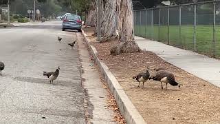 Lost Peachick Finds Its Mother [upl. by Zetrac]