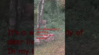 They live back there deer deerhunting deershorts fypyoutube [upl. by Leerzej410]