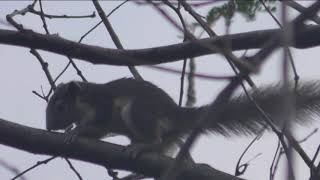 Finlaysons Squirrel Callosciurus finlaysonii flower Белка Финлайсона [upl. by Gombosi]