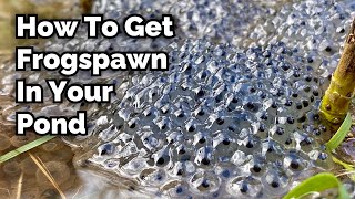 How to Encourage Frogspawn in Your Pond [upl. by Eiresed117]