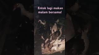 Beginilah jiwa ternak malam hari pun harus tetap kasi makan [upl. by Dnomse]