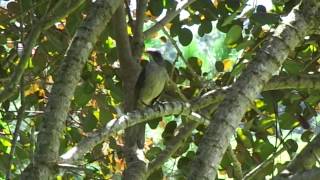 Treinamento na natureza trinca currucutil boi do chiquinho [upl. by Stacy]