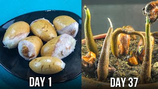 How To Grow Durian Plant From Seeds [upl. by Enomrej]