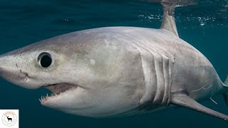 Porbeagle Shark  The Oceans Mysterious Predator [upl. by Legra]