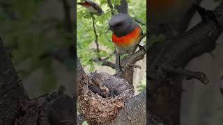 Tiny Titan Small Minivet Birds Courageous Act shorts [upl. by Mulvihill]