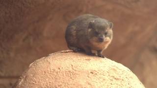 Four rock hyrax pups born at Chester Zoo and theyre quite the handful [upl. by Muns814]