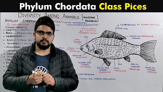 Class Pices Of Phylum Chordata [upl. by Inuat]