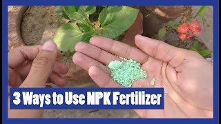 How to Apply NPK Fertilizer to Plants  NPK Fertilizer  2018 Urdu  Hindi [upl. by Aitahs]