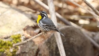 Yellowthroated Warbler Singing  A Closeup Look [upl. by Aikemehs]