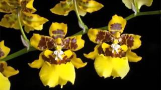 Oncidium Orchid  Identify Breed By Picture  Flower Oncidium Orchid [upl. by Schuyler]