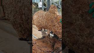 Camphor wood block slicing process [upl. by Haeli]