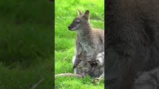 Baby kangaroo is peeking out of the pouch shorts viral [upl. by Agem579]