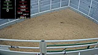 Everson Auction Market Live Stream 11112024 [upl. by Idnas]