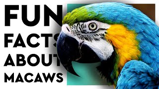 BLUE AND GOLD MACAWS Everything you need to know [upl. by Aniham]