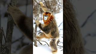 Golden SnubNosed Monkey The Rare Beauty of China’s Mountains [upl. by Lessur]