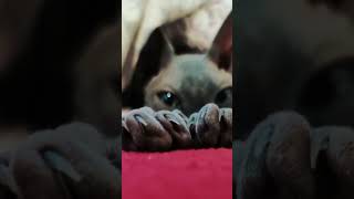 Колаж 2 cat кішка sphynxmoments sfinks catlover shorts tiktok [upl. by Balfore]