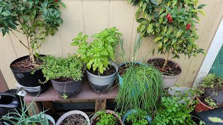 Outdoor garden herb amp spice rack Gardenideas💡 [upl. by Llednahs]