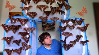 Help A MOTH Swarm GIANT Atlas Moths Attacus lorquinii [upl. by Mirabelle29]