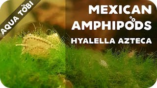 Hyalella azteca  Mexican Amphipods  Mexikanischer Flohkrebs [upl. by Dnumsed837]