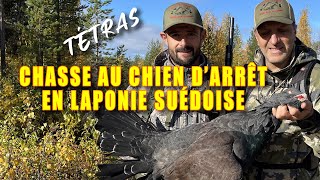 GRANDS TÉTRAS  Chasse au chien darrêt en Laponie suédoise [upl. by Ettesel]