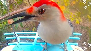 Red Bellied Woodpecker Returns with a Spotted Sidekick [upl. by Einaffit381]