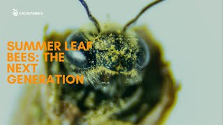 Summer Leaf Bees The Next Generation [upl. by Notsyrb]