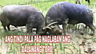 CARABAO FIGHT  NAKAKATAKOT PANOORIN [upl. by Alis446]