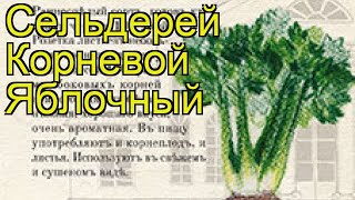 Сельдерей корневой Яблочный Краткий обзор описание характеристик где купить семена apium [upl. by Wenda]