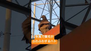 秋風で腹毛がふわふわするハトshortsハト鳩はと鳥鳥好き鳥の鳴き声鳥のさえずり鳥の声野生動物Pigeon癒しいやし癒し動画秋bird自然イケメン野鳥動物風景 [upl. by Ainavi]