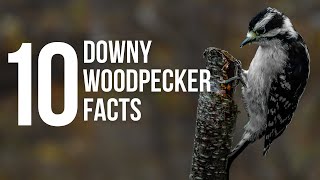 10 Downy Woodpeckers Facts [upl. by Eidnalem611]