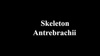 Skeleton Antrebrachii [upl. by Nyrahs560]