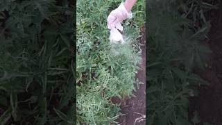 افضل طريقة لتعفير النبات بالكبريت الزراعي best way for use sulphur powder in garden [upl. by Ellerad]