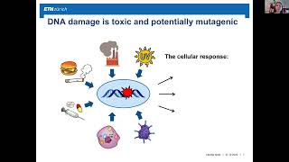 Sitespecific detection of mutagenic DNA damage with an artificial nucleotide [upl. by Inoliel34]