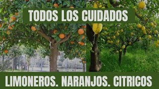 👍Como PLANTAR CÍTRICOS 🌳🍋 Cuidados👌 Naranjas🍊 Limones🍋 Mandarinas Pomelos🌳🥭 [upl. by Elam]