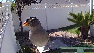 White Capped Sparrow Pays a Visit to the Birdcam Bird Feeder [upl. by Arola]