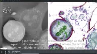 Mitosis mouse ESCs [upl. by Harwin]