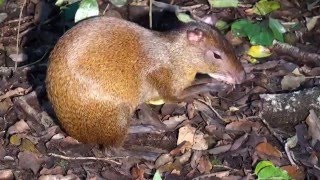 Agoutis Love Seeds [upl. by Pedrotti]