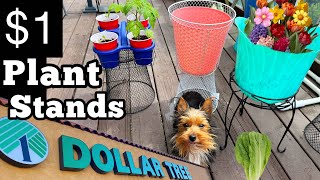 Dollar Tree 1 Plant Stand Wire Basket Container Gardening Vegetables Lettuce amp Indoor Houseplants [upl. by Santos]