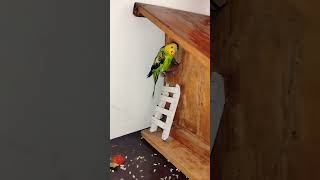 Happy Budgie climbing stairs 🥰✨😘budgies​ birdlovers parakeets​ budgerigar [upl. by Mozart]