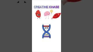 Creatine Kinase biology biochemistry H OLOGY [upl. by Det]