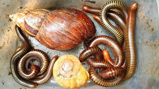 1 Hour To Discovery Millipedes In The Jungle In Tropical Country  Insects  Bugs Worms [upl. by Tager443]