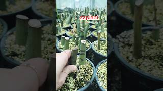 propagation zzplant houseplant greenhouse growthZz plant [upl. by Adias]